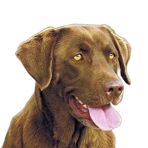 animal, staff, face, creature, photorealistic, oil painting, 3d render, watercolor transparent PNG cut-out