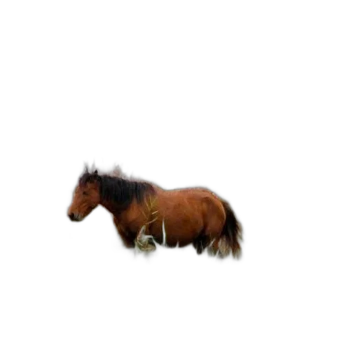 animal, hair, creature, hat, photorealistic, 3d render, pixel art, concept art transparent PNG cut-out
