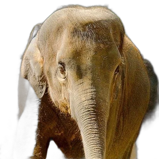 animal, creature, face, staff, photorealistic, 3d render, concept art, oil painting transparent PNG cut-out