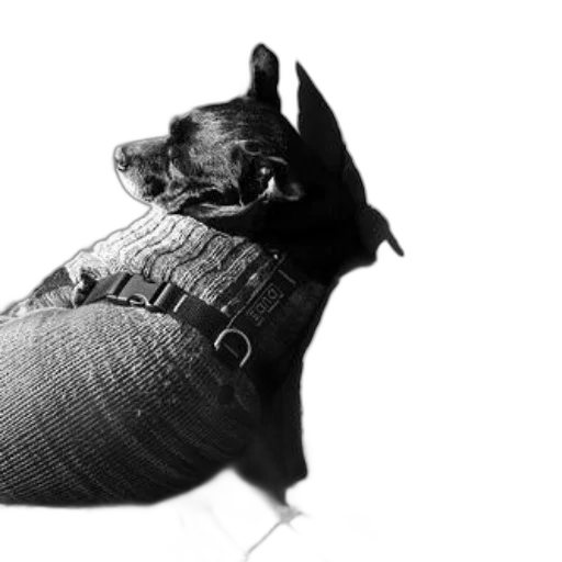 jacket, hat, animal, creature, photorealistic, 3d render, pencil sketch, black transparent PNG cut-out