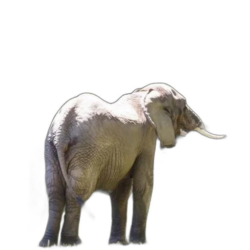 animal, creature, staff, jewelry transparent PNG cut-out