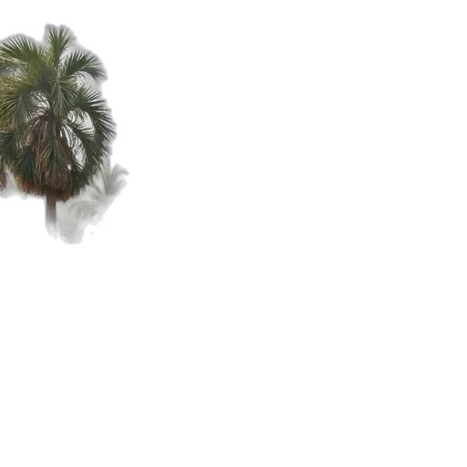 hair, tree, umbrella, weapon transparent PNG cut-out