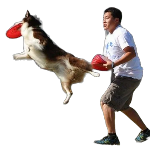 animal, creature, photorealistic, man, his, dog, play, frisbee transparent PNG cut-out