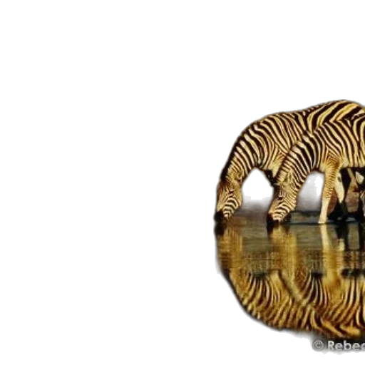 animal, furniture, jewelry, creature, 3d render, photorealistic, concept art, fantasy art transparent PNG cut-out