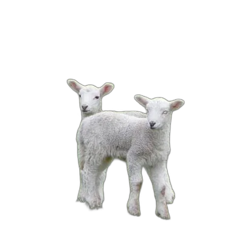 animal, creature, 3d render, photorealistic, two, white, lambs, stand transparent PNG cut-out