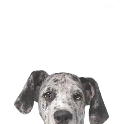 animal, face, staff, creature, photorealistic, watercolor, pencil sketch, oil painting transparent PNG cut-out