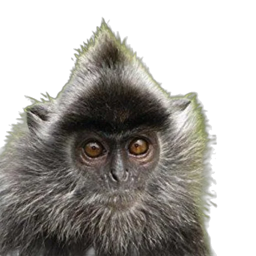 animal, staff, creature, hair, photorealistic, 3d render, concept art, bradt transparent PNG cut-out