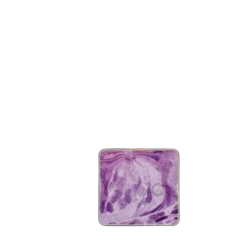 jewelry, food, flower, crown, vaporwave, histology, text, atlas transparent PNG cut-out