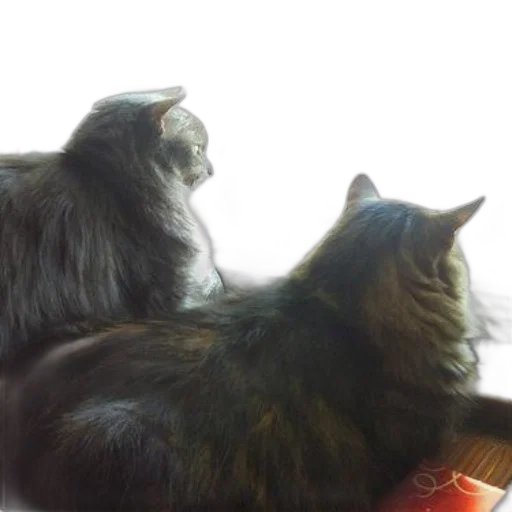 crown, photorealistic, fire, outer space, snow, two, cats, sit transparent PNG cut-out