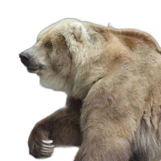 animal, creature, concept art, photorealistic, 3d render, large, brown, bear transparent PNG cut-out