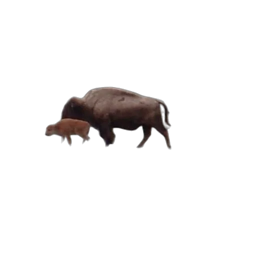 animal, creature, food, furniture, 3d render, concept art, photorealistic, pixel art transparent PNG cut-out