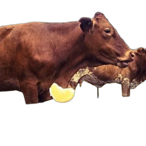 food, animal, jewelry, weapon, photorealistic, concept art, cow, curiously transparent PNG cut-out