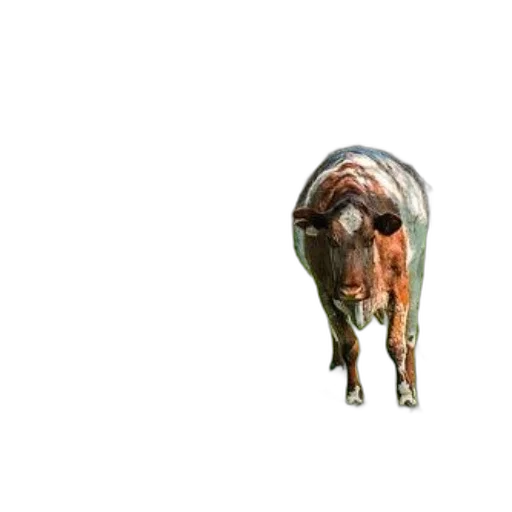 animal, creature, food, face transparent PNG cut-out