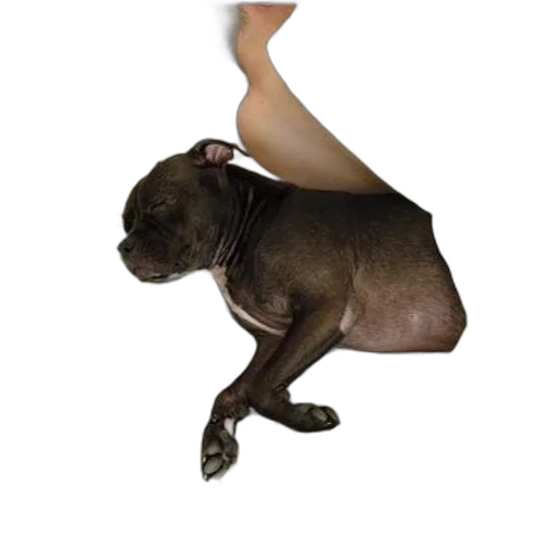 animal, creature, shoes, staff, photorealistic, 3d render, concept art, pixel art transparent PNG cut-out