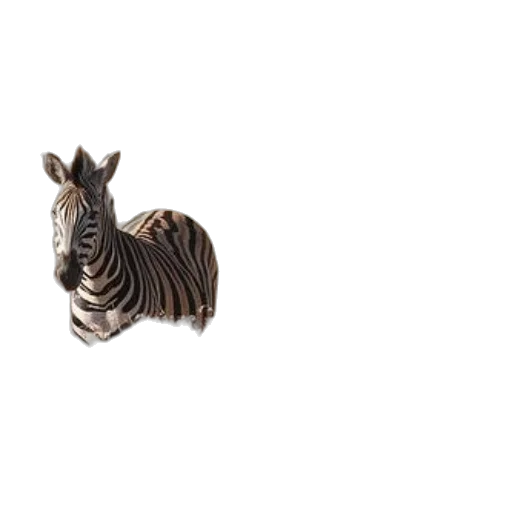 animal, jewelry, creature, furniture, 3d render, photorealistic, two, zebras transparent PNG cut-out