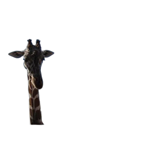 animal, staff, creature, umbrella, 3d render, concept art, photorealistic, forest transparent PNG cut-out