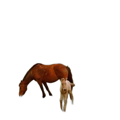 animal, creature, hair, hat, 3d render, concept art, pixel art, photorealistic transparent PNG cut-out