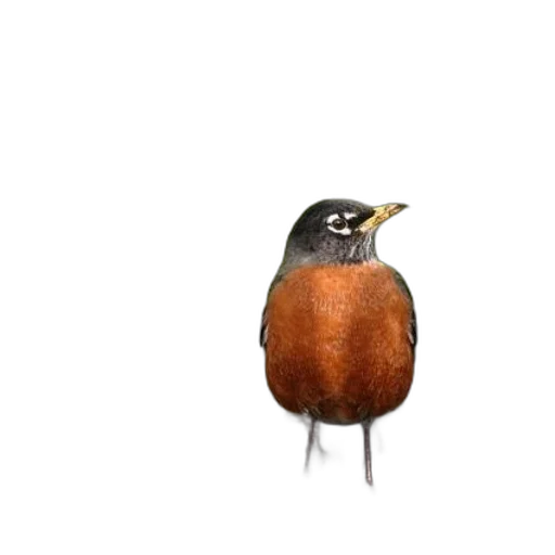 animal, hat, creature, food transparent PNG cut-out