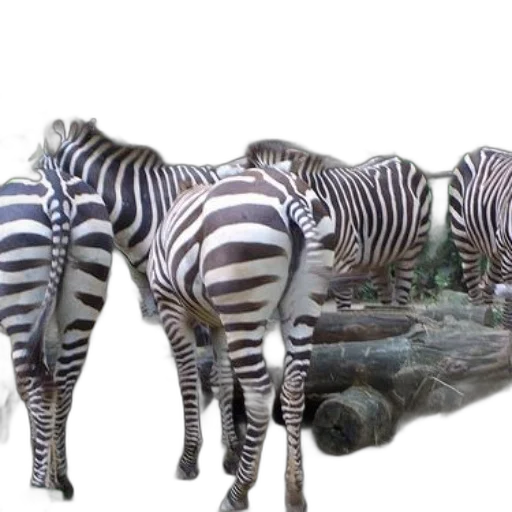animal, creature, furniture, staff, 3d render, concept art, photorealistic, fantasy art transparent PNG cut-out