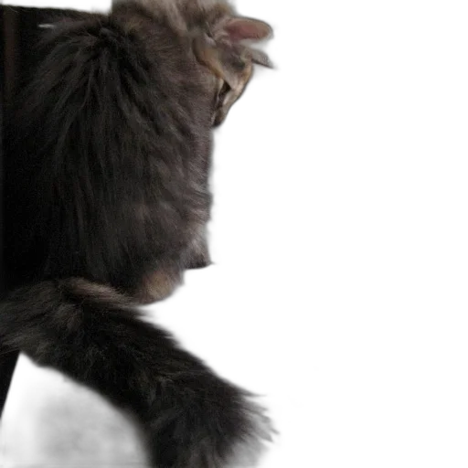 animal, hair, creature, staff, photorealistic, 3d render, fluffy, cat transparent PNG cut-out