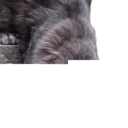 animal, hat, creature, hair transparent PNG cut-out