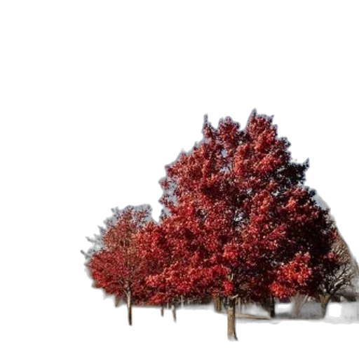 tree, crown, umbrella, building, 3d render, photorealistic, concept art, snow transparent PNG cut-out