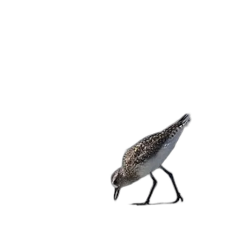 animal, shoes, creature, dress, concept art, 3d render, photorealistic, pixel art transparent PNG cut-out