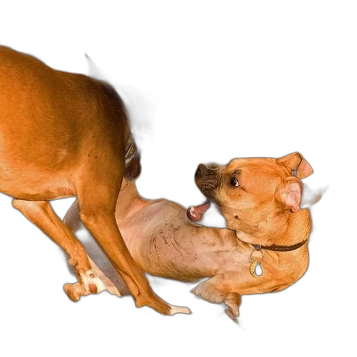 animal, creature, weapon, shoes, photorealistic, 3d render, two, dogs transparent PNG cut-out