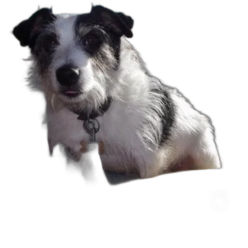 animal, creature, staff, face, photorealistic, 3d render, oil painting, concept art transparent PNG cut-out