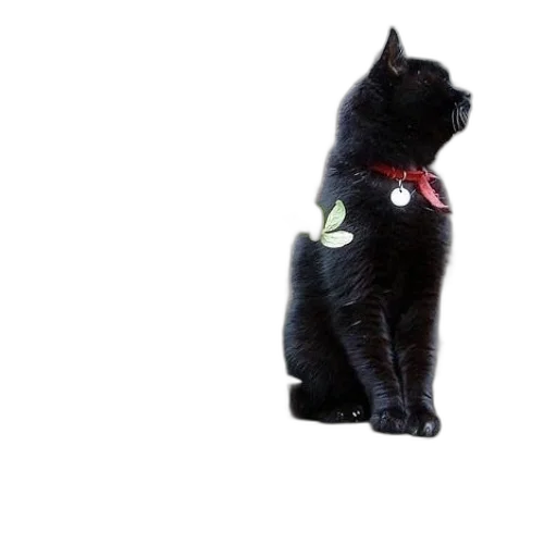 staff, animal, jacket, robot transparent PNG cut-out