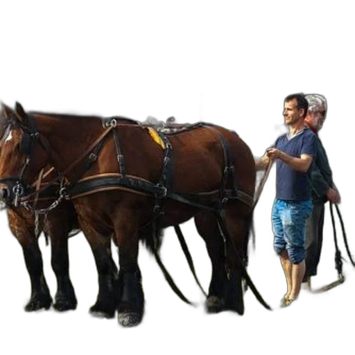animal, staff, furniture, car transparent PNG cut-out