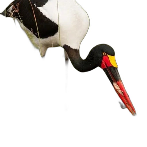 animal, staff, weapon, creature, photorealistic, 3d render, concept art, saddle-billed transparent PNG cut-out