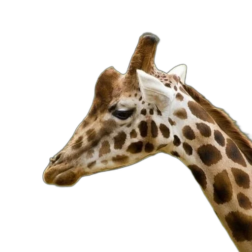 animal, creature, staff, face transparent PNG cut-out
