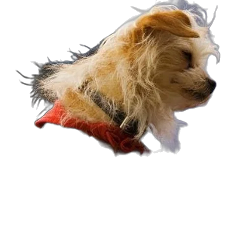 hair, animal, jacket, creature, photorealistic, 3d render, concept art, watercolor transparent PNG cut-out