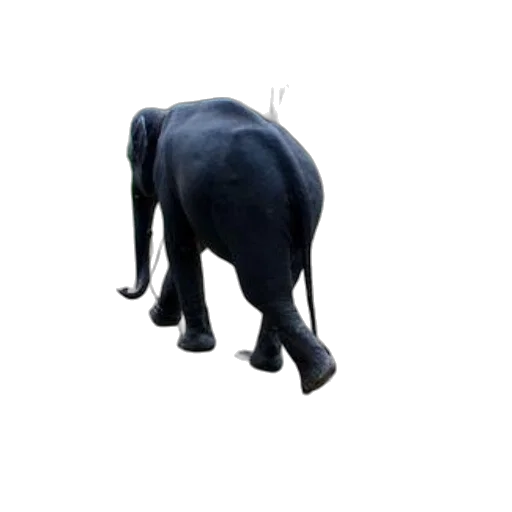 animal, creature, staff, shoes, 3d render, concept art, photorealistic, elephant transparent PNG cut-out