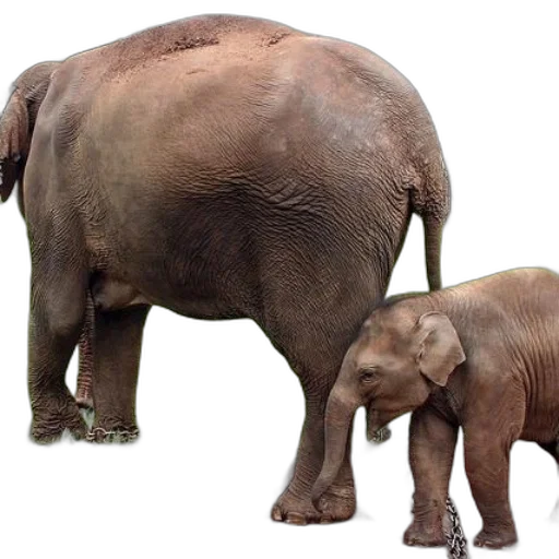 animal, photorealistic, concept art, mother transparent PNG cut-out