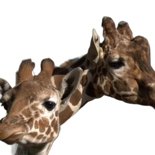 animal, creature, 3d render, photorealistic, two, giraffes, their, heads transparent PNG cut-out