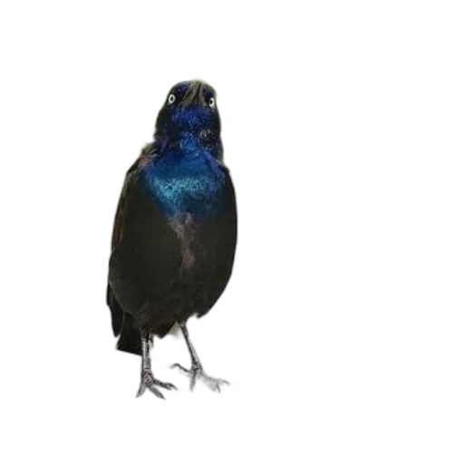 animal, crown, staff, creature, photorealistic, 3d render, concept art, oil painting transparent PNG cut-out