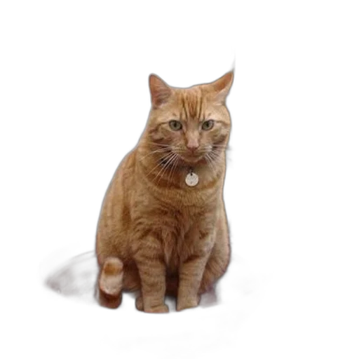 animal, staff, creature, face, photorealistic, 3d render, orange, cat transparent PNG cut-out