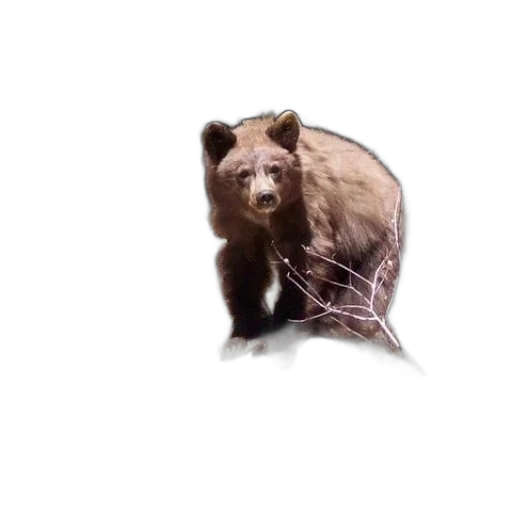 animal, creature, face, hair transparent PNG cut-out