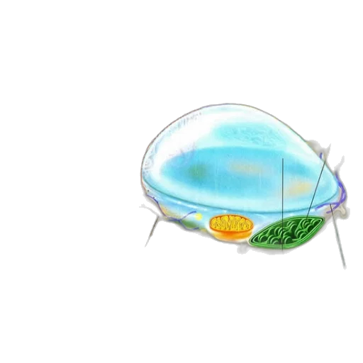 hat, umbrella, food, creature, concept art, 3d render, watercolor, photorealistic transparent PNG cut-out