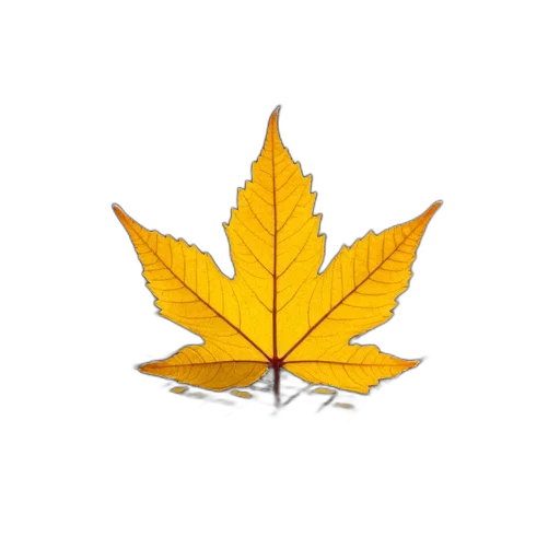 crown, tree, flower, umbrella, pixel art, photorealistic, 3d render, concept art transparent PNG cut-out