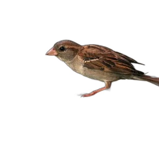 animal, creature, staff, food, photorealistic, 3d render, oil painting, concept art transparent PNG cut-out