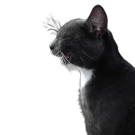 animal, staff, creature, face, photorealistic, gray, cat, white transparent PNG cut-out