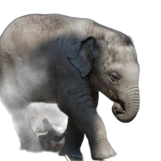 animal, creature, staff, photorealistic, 3d render, concept art, young, elephant transparent PNG cut-out