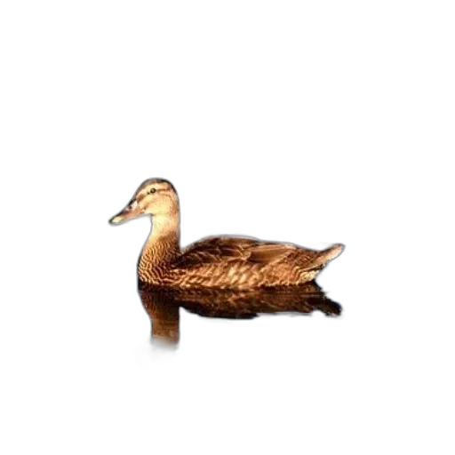 animal, crown, hat, jacket, photorealistic, 3d render, pixel art, concept art transparent PNG cut-out