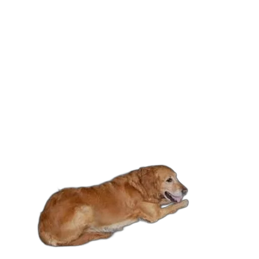 animal, creature, staff, shoes, photorealistic, 3d render, concept art, pixel art transparent PNG cut-out