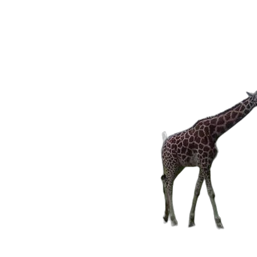 animal, creature, staff, weapon, 3d render, concept art, photorealistic, pixel art transparent PNG cut-out