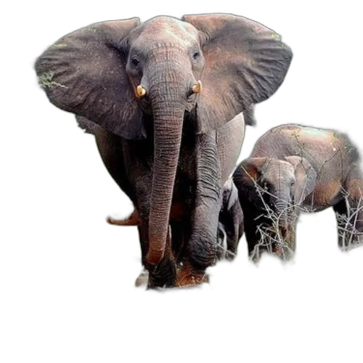 animal, creature, weapon, umbrella, photorealistic, 3d render, concept art, watercolor transparent PNG cut-out