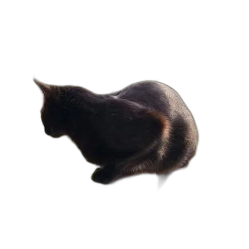 animal, creature, hat, hair, photorealistic, 3d render, concept art, pixel art transparent PNG cut-out